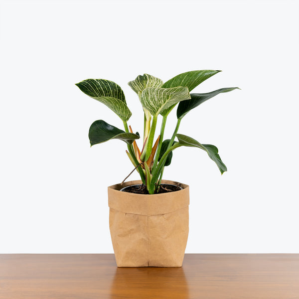 Philodendron Birkin - House Plants Delivery Toronto - JOMO Studio