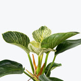 Philodendron Birkin - House Plants Delivery Toronto - JOMO Studio