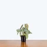 Philodendron Brandtianum - House Plants Delivery Toronto - JOMO Studio