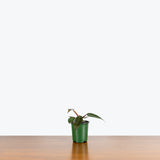 Philodendron Burgundy Princess — 4" Pot