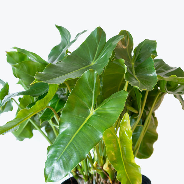 Philodendron Burle Marx - House Plants Delivery Toronto - JOMO Studio