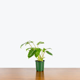 Philodendron Burle Marx — 4" Pot