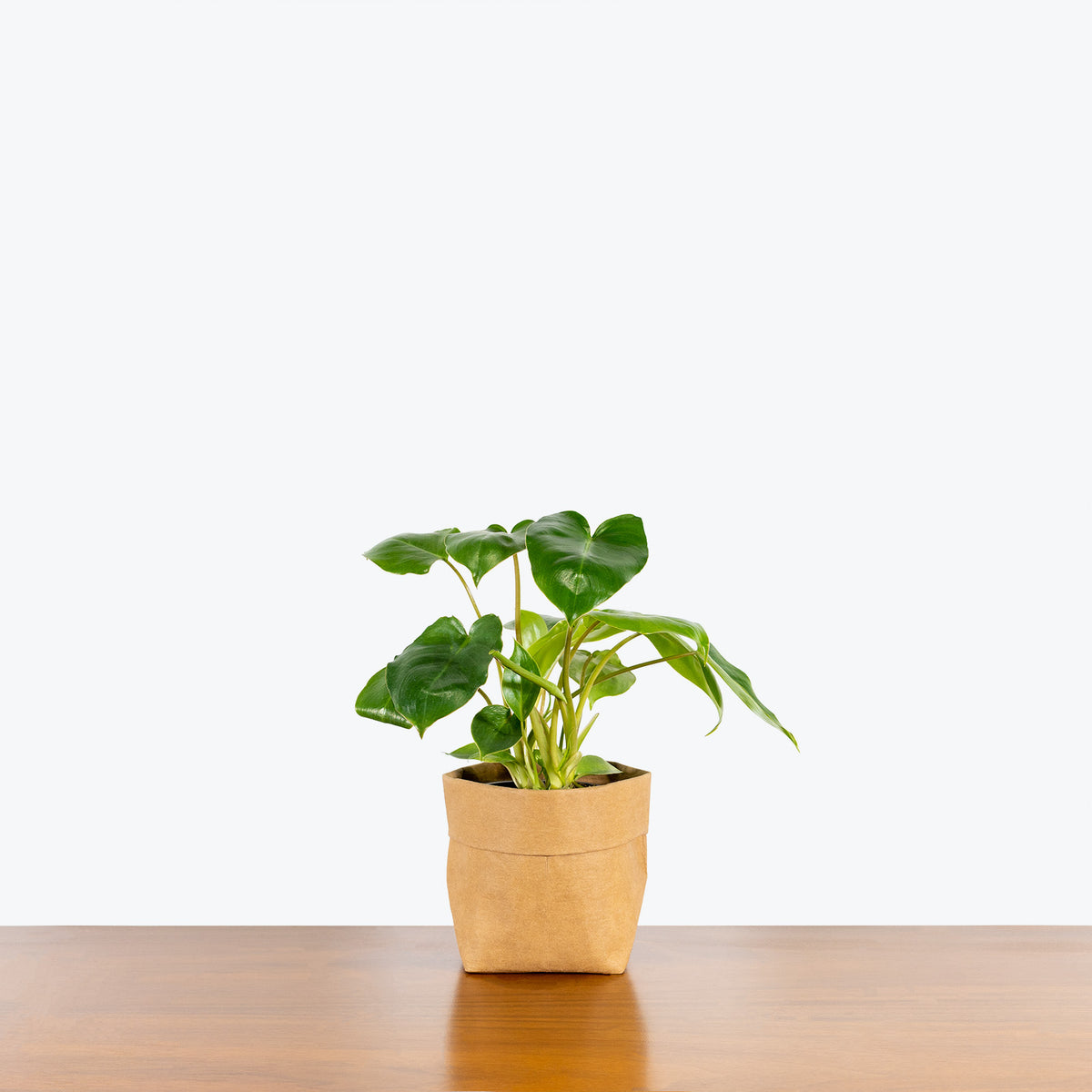 philodendron burle marx nombre común Philodendron Burle Marx - House Plants Delivery Toronto