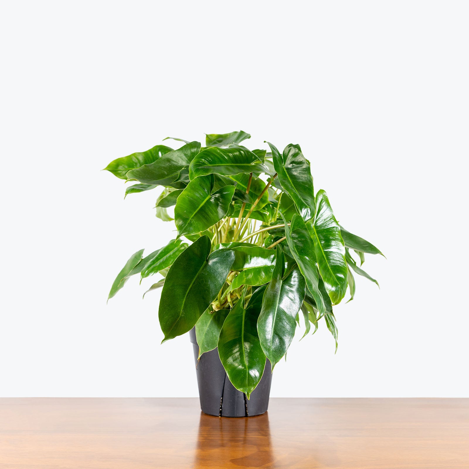Philodendron Burle Marx - House Plants Delivery Toronto - JOMO Studio