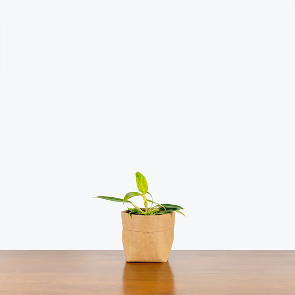 Philodendron Calkins Gold - House Plants Delivery Toronto