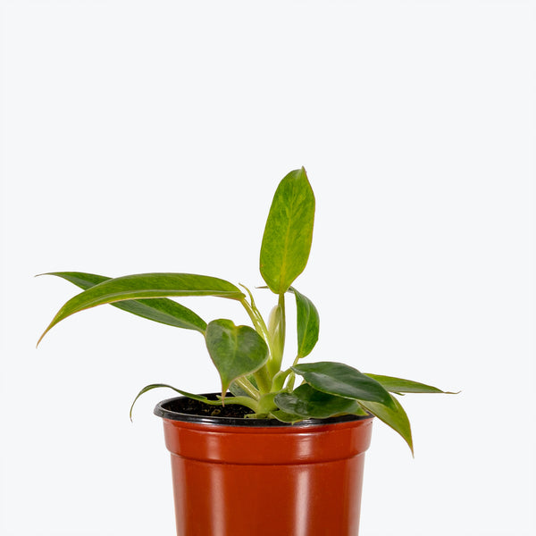 Philodendron Calkins Gold - House Plants Delivery Toronto - JOMO Studio