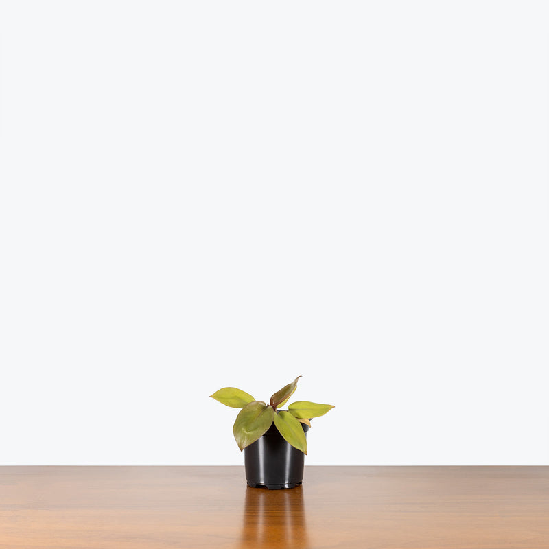 Philodendron Caramel Cardinal - House Plants Delivery Toronto - JOMO Studio