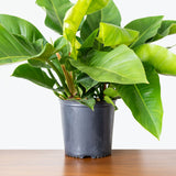 Philodendron Congo Green - House Plants Delivery Toronto - JOMO Studio