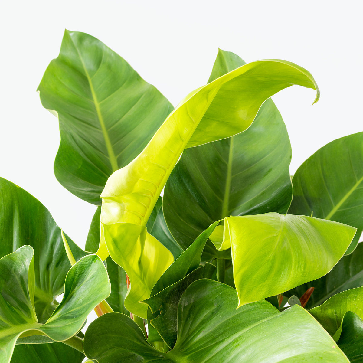 Philodendron Congo Green - House Plants Delivery Toronto - JOMO Studio