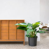 Philodendron Green Congo — 10" Pot (2'-3' Tall)