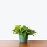 Philodendron Hederaceum Heartleaf — 6" Pot (not trailing)