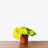Philodendron Hederaceum Lemon Lime — 6" Pot (trailing)