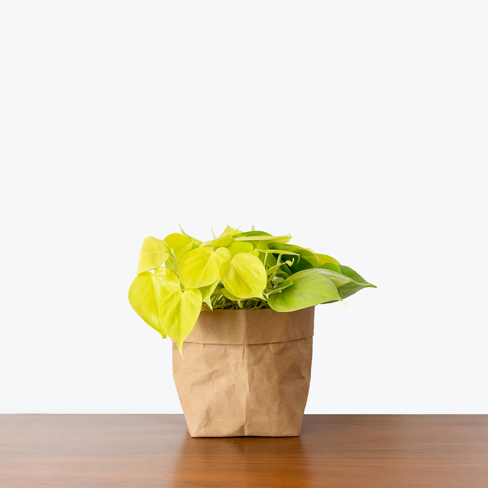 Philodendron Hederaceum Lemon Lime - House Plants Delivery Toronto ...