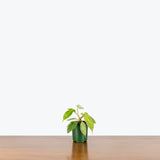 Philodendron Florida Ghost - House Plants Delivery Toronto - JOMO Studio