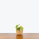 Philodendron Florida Ghost - House Plants Delivery Toronto - JOMO Studio