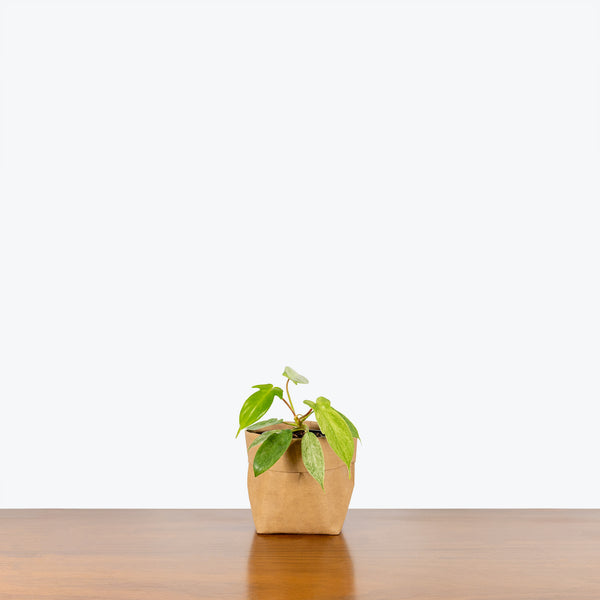 Philodendron Florida Ghost - House Plants Delivery Toronto - JOMO Studio