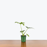 Philodendron Goeldii — 4" Pot (2-3 leaves)