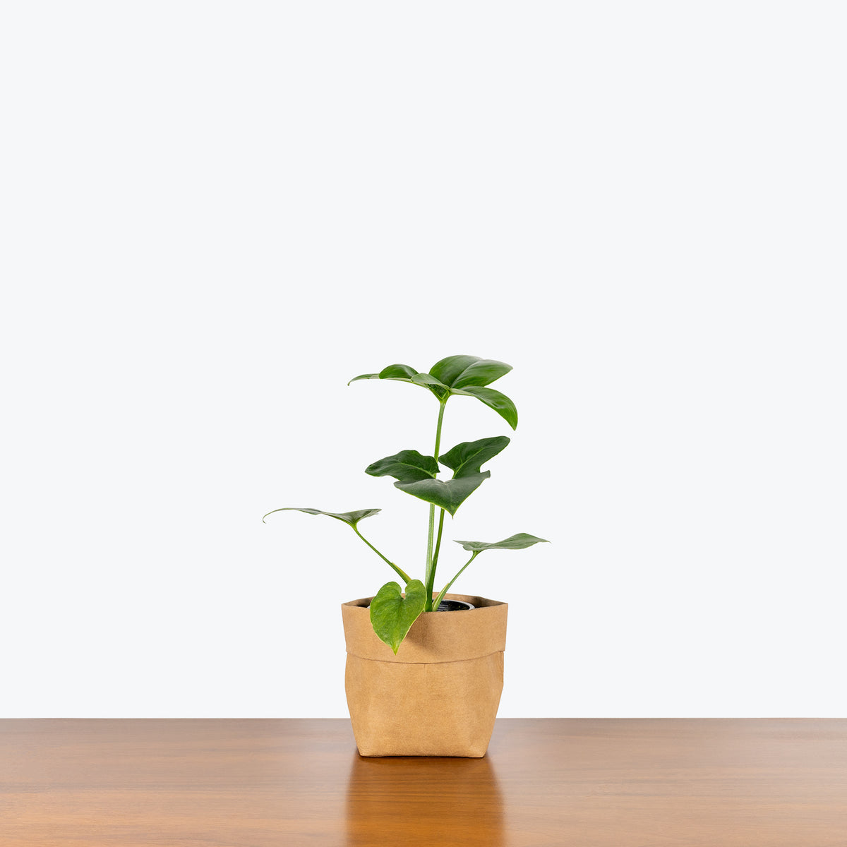 Philodendron Goeldii - House Plants Delivery Toronto