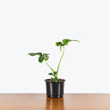 Philodendron Goeldii - House Plants Delivery Toronto - JOMO Studio