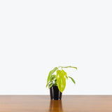 Philodendron Golden Violin — 4" Pot