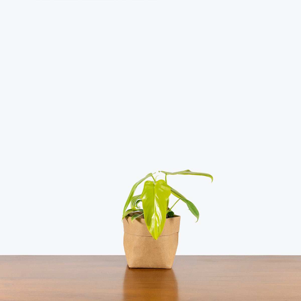 Philodendron Golden Violin - Philodendron Bipennifolium Aurea - House  Plants Delivery Toronto