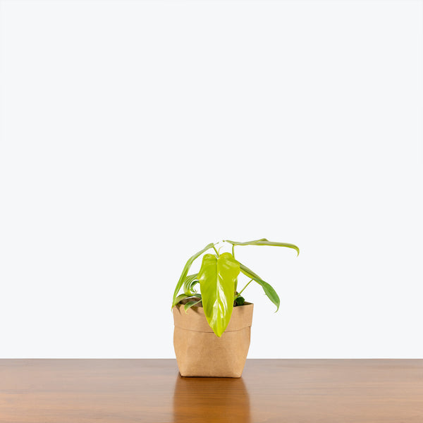 philodendron bipennifolium golden violin Philodendron Golden Violin - Philodendron Bipennifolium Aurea - House  Plants Delivery Toronto