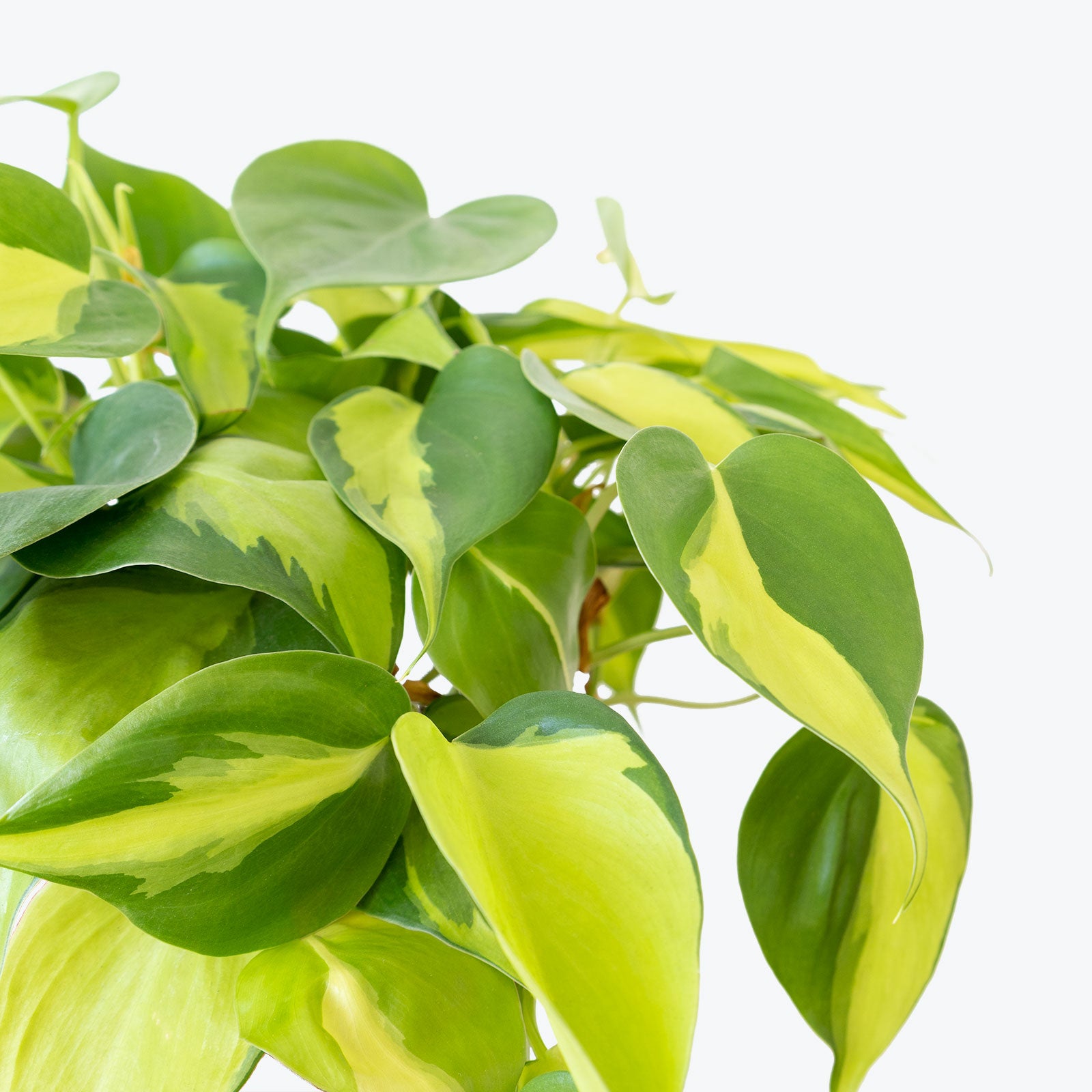 Philodendron Hederaceum Brasil - House Plants Delivery Toronto - JOMO Studio