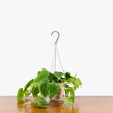 Philodendron Hederaceum Heartleaf - House Plants Delivery Toronto - JOMO Studio