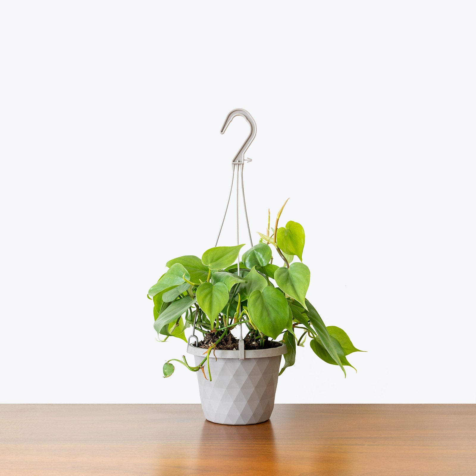 Philodendron Hederaceum Heartleaf - House Plants Delivery Toronto - JOMO Studio