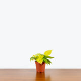 Philodendron Hederaceum Lemon Lime — 4" Pot (not trailing)