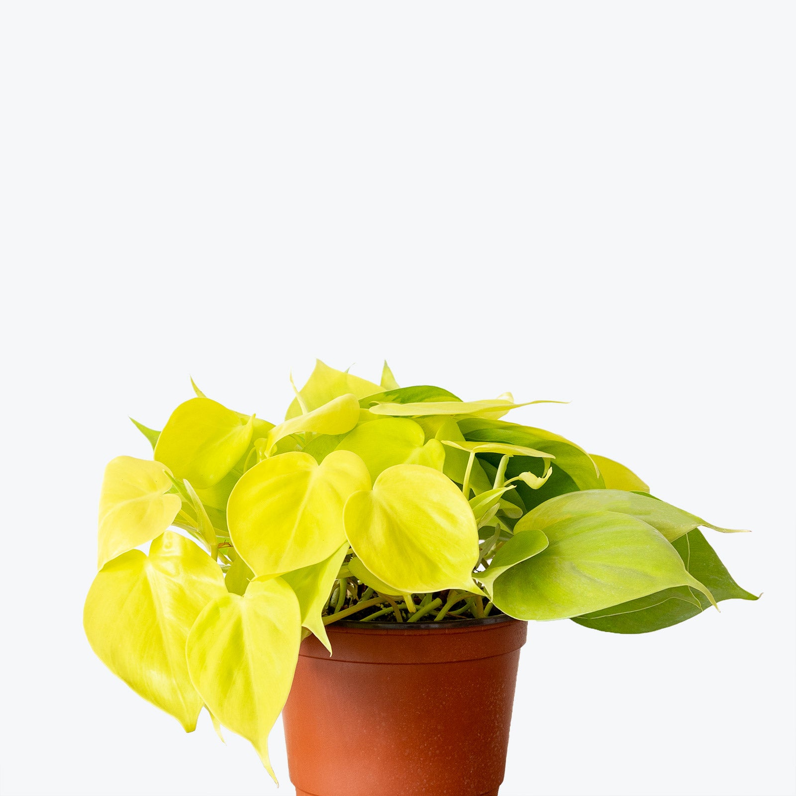 Philodendron Hederaceum Lemon Lime - House Plants Delivery Toronto - JOMO Studio