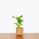 Philodendron Little Hope - House Plants Delivery Toronto - JOMO Studio