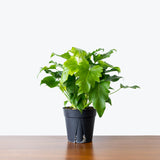 Philodendron Little Hope - House Plants Delivery Toronto - JOMO Studio
