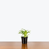 Philodendron Lynette — 4" Pot
