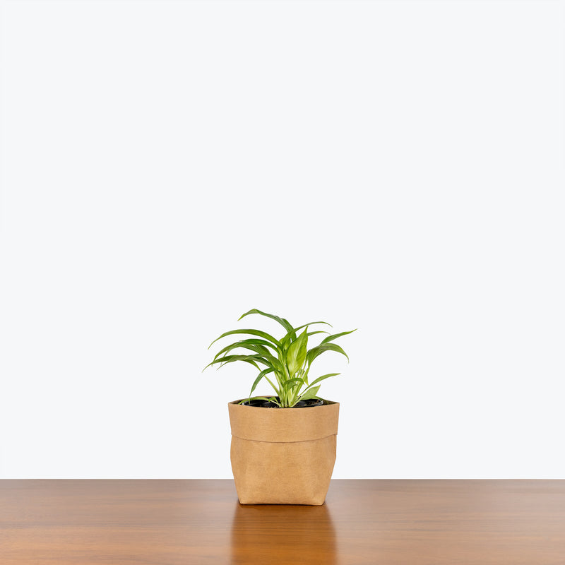 Philodendron Lynette - House Plants Delivery Toronto - JOMO Studio
