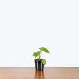 Philodendron McDowell — 4" Pot