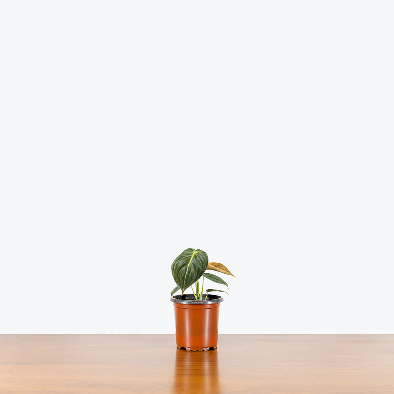 Philodendron Melanochrysum - House Plants Delivery Toronto - JOMO Studio