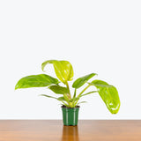 Philodendron Melinonii Gold — 4" Pot