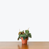 Philodendron Micans — 4" Pot (minor blemishes expected, trailing)
