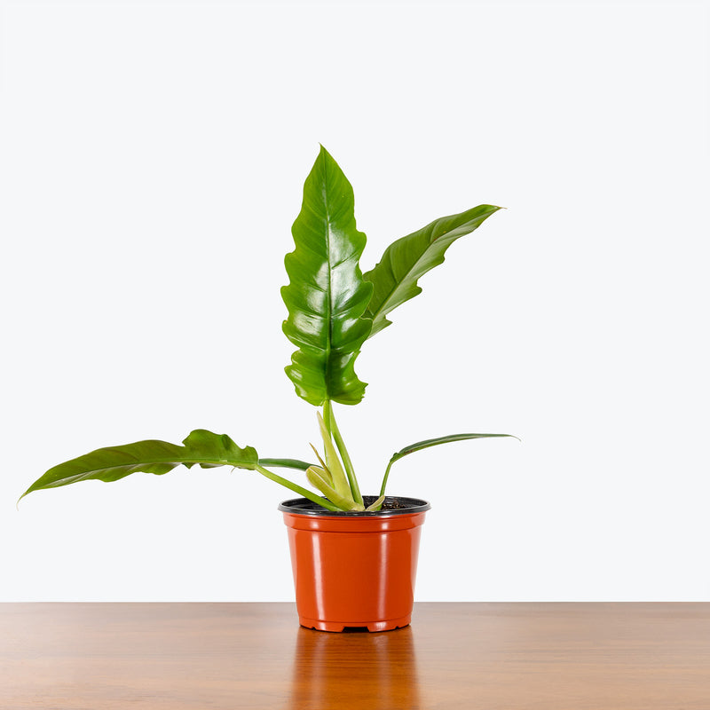 Philodendron Narrow - Tiger Tooth Philodendron - House Plants Delivery Toronto - JOMO Studio