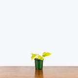 Philodendron Neon Selloum — 4" Pot