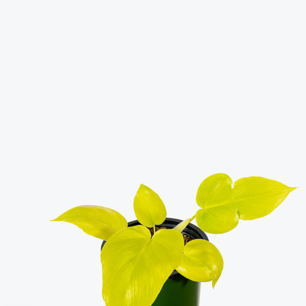 Philodendron Neon Selloum - House Plants Delivery Toronto - JOMO Studio