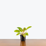 Philodendron Painted Lady — 4" Pot