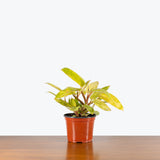 Philodendron Painted Lady — 6" Pot