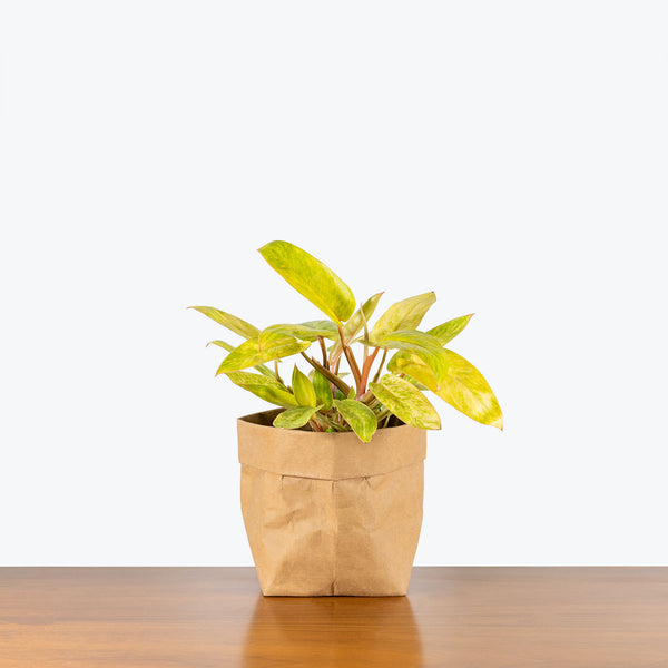 Philodendron Painted Lady - House Plants Delivery Toronto - JOMO Studio