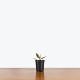 Philodendron Pink Princess - Northwest Territories, Nunavut, and Yukon — 4" Pot