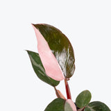 Philodendron Pink Princess - House Plants Delivery Toronto - JOMO Studio