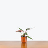 Philodendron Pink Princess — 4" Pot