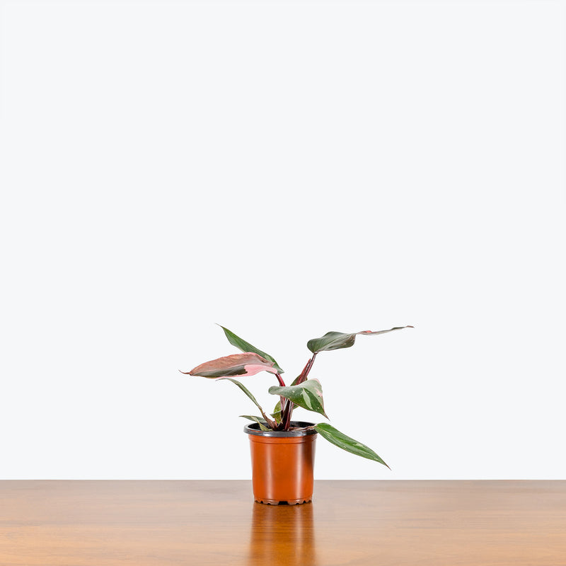 Philodendron Pink Princess - House Plants Delivery Toronto - JOMO Studio