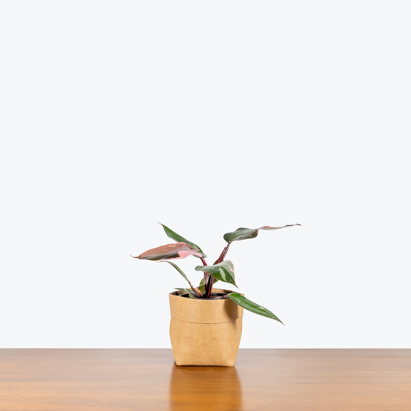 Philodendron Pink Princess | Care Guide and Pro Tips - Delivery from Toronto across Canada - JOMO Studio